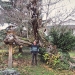 Catalpa de Jussy, Sciez