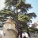 Cèdres de Neuvecelle