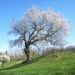 Merisiers de Forchez, St-Paul-en-Chablais