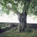 Charme du parc Dolfuss, Evian