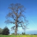 Châtaignier du grand pré, Marin