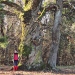 Châtaignier de sur Lonnaz, Armoy