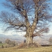 Châtaignier de Foug, Moye