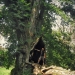 châtaignier de Troubois, Lugrin