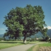 Chêne de Brenthonne