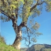 Érable sycomore des Boudimes, Châtel