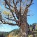 Érable sycomore - Châtel