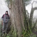 Frêne de Cessens, Savigny