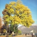 Frêne du jardin de l\'Europe, Annecy