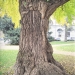 Ginkgo du jardin de l\'Europe, Annecy
