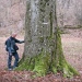 Hêtre des quatre chemins, Allonzier-la-Caille