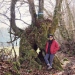 Hêtre des bois de Larringes