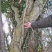 Lierre - Larringes