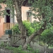 Lilas du Vieux Servoz