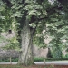 Marronnier de Chateauvieux, Féternes