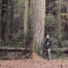 Mélèzes - bois de Lonnaz