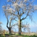 Merisiers de Troubois, Lugrin