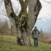 Noyer de la Plaine Rebet, Saint-Paul-en-Chablais