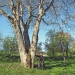 Noyer commun de Saint-Jean-de-Tholome