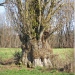 Peuplier d'Italie de Marcorens, Ballaison