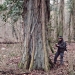 Peuplier noir du bois de Vernaz, Gaillard