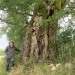 Peuplier noir des Combes, Droisy