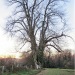 Peuplier noir des Bois de Frênes, Vaulx
