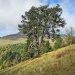 Pin sylvestre du mont Chery, les Gets