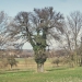 Poirier de Ganguilly, Fessy