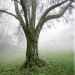 Poiriers de Cessens, Savigny
