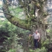 Sapin de Vulliez, Seytroux
