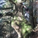 Sapin blanc de Chavanne, Archamps
