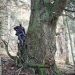 Sapin blanc de Chavanne, Archamps
