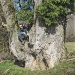 Saule blanc de Vovray, Chaumont
