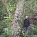 Saule drapé de la Revenette, Vacheresse
