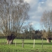 Saules blancs têtards de la Marlot, st-Cergues