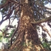 Séquoias géants de la Préfecture, Annecy