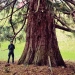 Séquoia de Beauregard, Chens-sur-Léman
