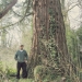 Sequoia géant de Crevy, Veigy