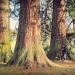 Sequoias géants de Thénières, Ballaison
