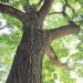 Sophora de l\'Impérial, Annecy