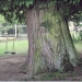 Thuya de Monnetier-Mornex