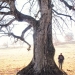 Tilleul de la Perravasse, le Sappey