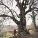 Tilleul de Bajolaz, Viuz-en-Sallaz