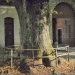 Tilleul du château de Ripaille, Thonon
