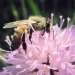 abeille sur Knautie