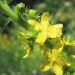 aigremoine