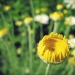 anthemis