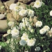 camomille