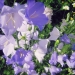 campanules